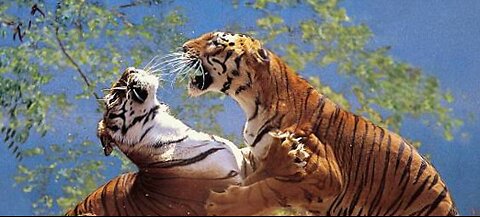 MOST AMAZING WILD ANIMALS BATTLES 