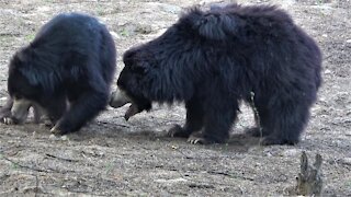 Rescued sloth bears have learned to play and love their new life
