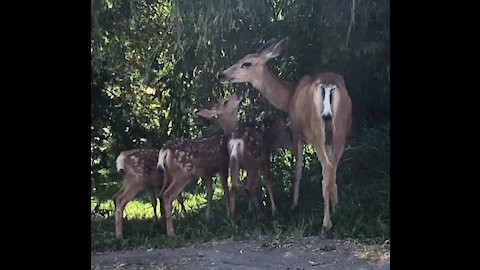 Baby deer triplets enjoy breakfast with their mama