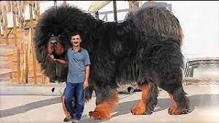 TOP 15 Most Expensive Dogs ever exist