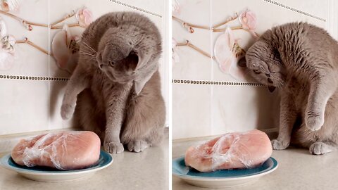 Confused cat has mind blown by frozen meat
