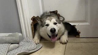 Dog makes giant hole in door to be closer to owner