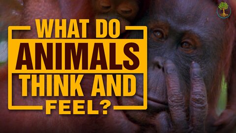 What Do Animals Think And Feel? | Carl Safina