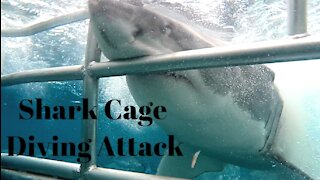 Great White Shark Cage Diving Attack in Australia
