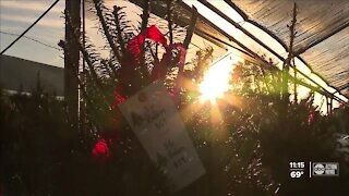 Christmas trees expected 'to go fast' due to seasonal shortage, high demand