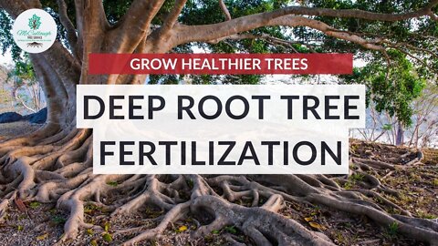 Deep Root Fertilization for Trees | THE SECRET to Making Your Trees THICKER