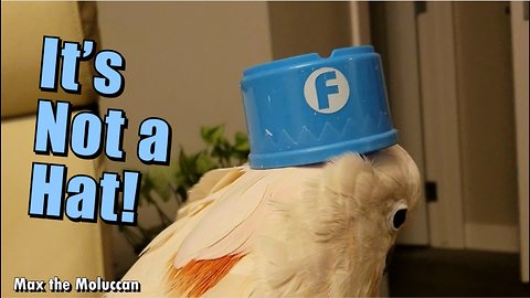 Crazy Cockatoo Wears a Cup for a Hat!
