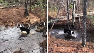 High-energy Aussie Pup Loves Running Through Water