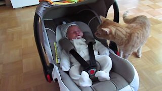 Cat meets baby first time