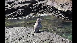 Adorable penguin unexpectedly found at equator in Galapagos
