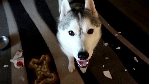 Which husky ate the paper?