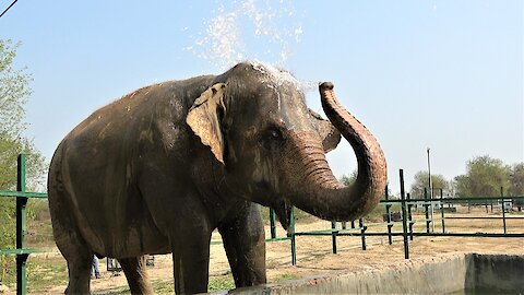 Elephants go from horrific abuse to a life of joy at WildlifeSOS sanctuary