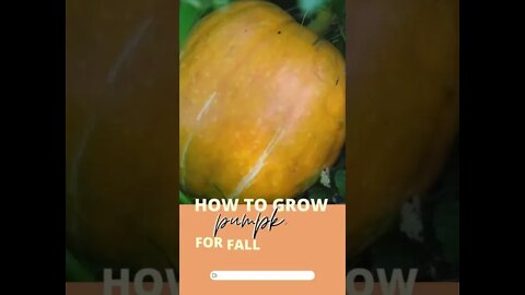 Learn how to grow pumpkins