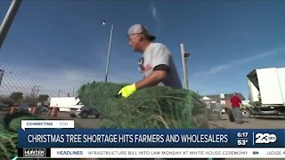 Christmas tree shortage hitting farmers and wholesalers