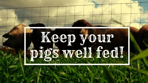 Want to Plant your Pig Field and Get Great Results?: Bakers Green Acres