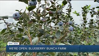 SWFL Blueberry farm open to the public for picking