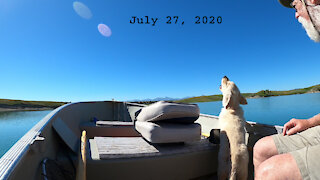 Golden Retriever Puppy Loves Boating Part 1 of 2