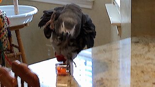 Parrot performs very skilled balancing act