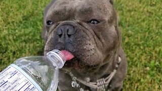 Bulldog drinking some water