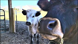 Curious cows have adorable reaction to the latest sanctuary arrival