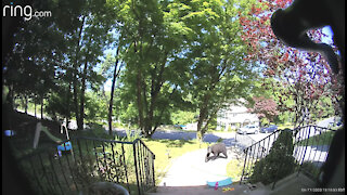 Doorbell security camera captures bear casually strolling through front yard