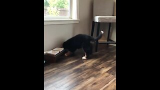 Bernese puppy "politely" shows that he is hungry