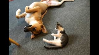 Rescued kitten and dog become best friends