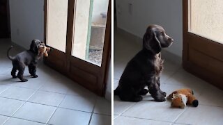Heartbroken Puppy Really Wants To Play Outside