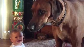 Playful Ridgeback chases bubbles, makes baby laugh