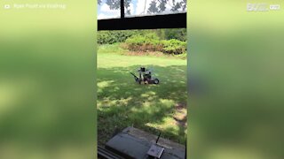 Homem cria cortador de grama com controle remoto