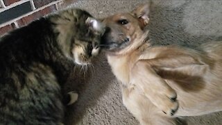 This sweet kitty just wants snuggles from this puppy