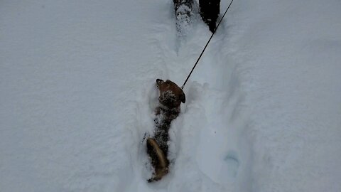 Puppy High Centered In Deep Snow