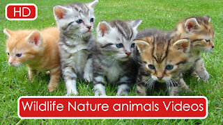 Wildlife Nature animals Videos