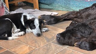 Heroic puppy helps save calf's life