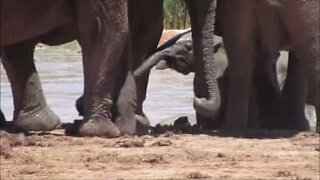 Elephants save baby elephant from drowning