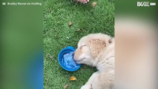 Puppy sleeps and drinks water at the same time 3