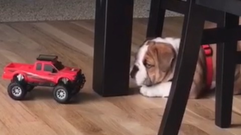Bold puppy encounters feisty remote control car