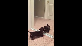 Puppy Discovers Himself In The Mirror For The First Time