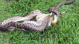 Monster Python Devours Wallaby Whole In Australian’S Backyard As Floods Displace Reptiles