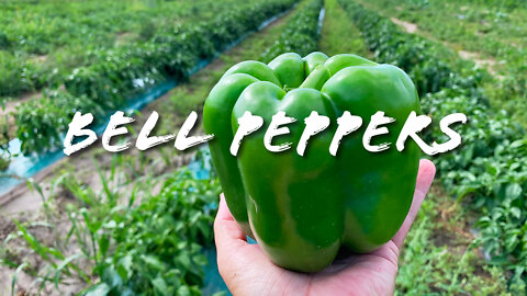 FOODIE || Farm-To-Table: Bell Peppers (2022)