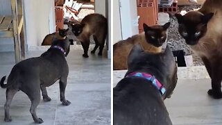 Hilariously epic showdown between dog and cats