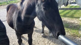 Young foal totally fascinated by vacuum
