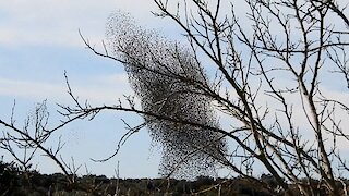 Massive flock of birds create beautiful phenomenon