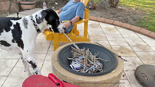 Funny Great Dane Swipes Sticks From The Fire Pit