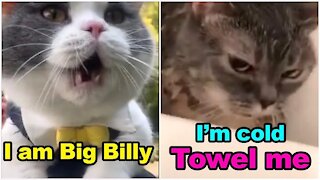 funny cats speaking english