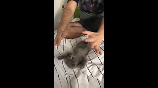 Kitten Plays With Owner In Cutest Possible Way