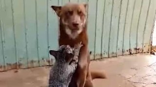 Cat gives dog a relaxing massage