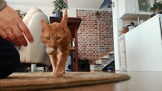 Talented cat plays fetch as if he's a dog