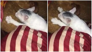 Kitten confuses pillow with its mom