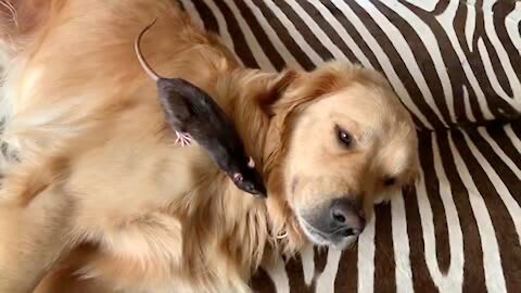 Curious pet rat closely inspects gentle Golden Retriever